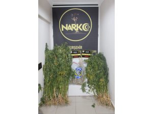 Kırşehir’de 342 kök hint keneviri ele geçirildi