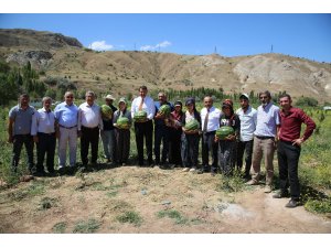 Sivas'ta ilk kez karpuz yetiştirildi