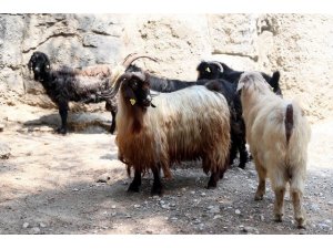 Kayıp keçileri jandarma buldu