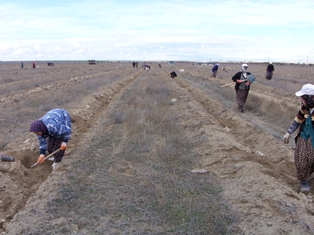 100 bin fidan toprakla buluşturuldu