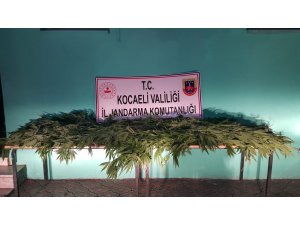 Gölcük’te ormanlık alanda 72 kök kenevir yakalandı