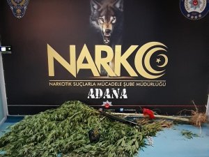 Meyve bahçesine Hint keneviri ektiler