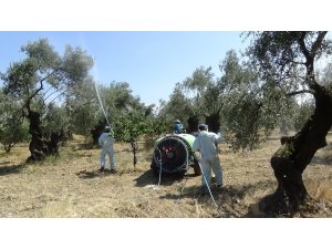 Zeytin sineğine organik çözüm
