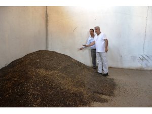 Biga’da ayçiçeği alımı başladı