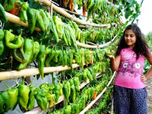 Biberler kurutulmaya bırakıldı