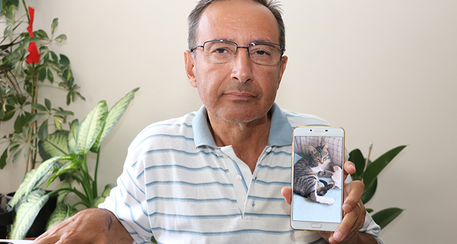 Kayıp can dostları kediyi bulana ödül verecekler
