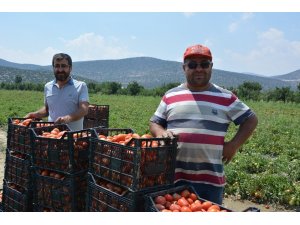 ’Kırmızı altın’da hasat zamanı