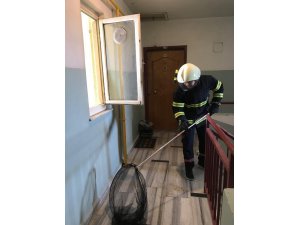 Apartman boşluğundaki 60 yarasa doğaya bırakıldı