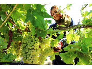 Üzümcünün gözü kulağı fiyat açıklamasında