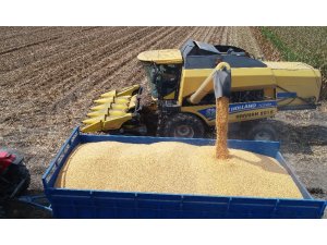 ’Sarı altın’a buruk hasat