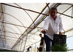 Kumluca güz dönemi domates dikimi başladı