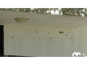 Diyarbakır’daki silahlı kavgada kahreden detay