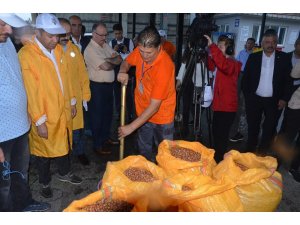 TMO fındık alımına başladı