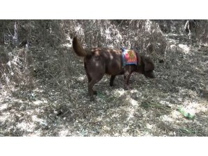 Kayıp zabıt katibi 23 gündür aranıyor