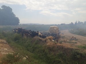 Onlarca küçükbaş hayvan anız yangınının ortasında kaldı