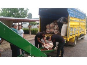 Üreticilerin fındıkları harmanlarda kurutuluyor