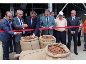 Giresun’da ilk fındık 18,36 TL’den işlem gördü