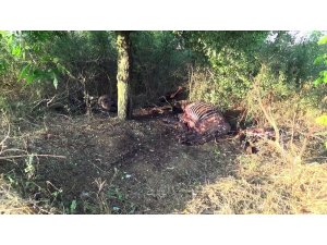 Silivri’de kestikleri atı parçalayıp ağaçlık alana attılar