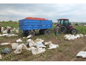 Markette 2.5 TL olan domates, tarlada 30 kuruş