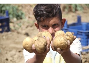 Üreticiyi verimiyle umutlandıran patates fiyatıyla hüsrana uğrattı