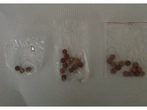 Nizip’te 29 uyuşturucu hap ele geçirildi, 2 kişi gözaltında