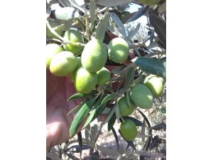 Zeytin sineği ile mücadele zamanı