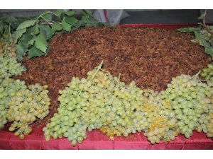 Üzüm üreticisi sezona umutlu başladı