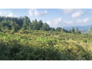 Tarlasına Hint keneviri eken çift adliyede