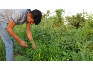Gercüş’te organik ürünlerdeki bereket fiyatları düşürdü
