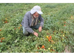 Sözleşmesiz domates eken üretici hayal kırıklığına uğradı