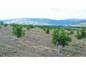 Amasya İl Özel İdaresi’nin 3 bin ceviz fidanı diktiği ‘Örnek Proje’ 4. yılında