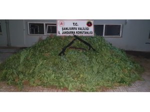 Şanlıurfa’da 4 bin kök kenevir ele geçirildi