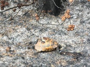 Tekirdağ’da orman yangını