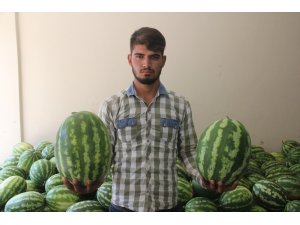Kabak karpuz tartışması: 1 yaralı