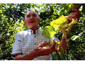 92 yaşındaki Ali dede "yeşil altın"ın peşinde