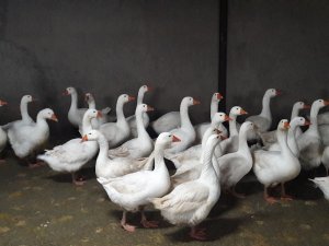 Ordu Büyükşehir 4 bin kaz dağıtacak