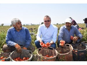 Vali Deniz, Akhisar’da domates hasadı yaptı