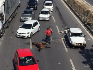Kazaya sebebiyet veren iki at telef oldu