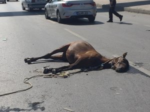 Yüzlerce kiloluk atlar kazanın etkisiyle böyle havaya uçtu
