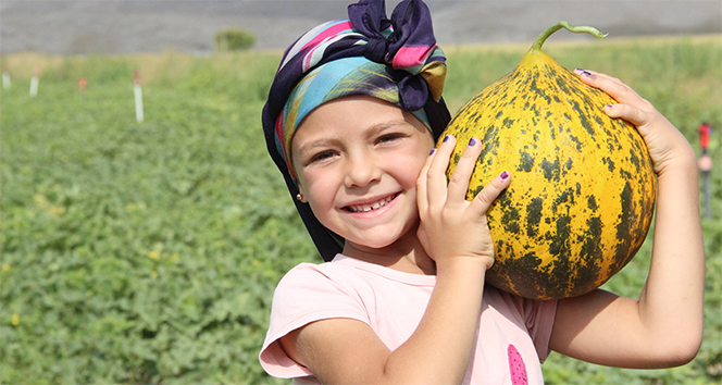 Karaman’da hasadı başlayan kavun üreticinin yüzünü güldürüyor