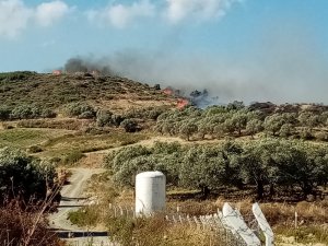 Hatay’da bitki örtüsü ve zeytinlik yangını çıktı