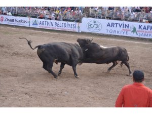 Türkiye boğa güreşleri şampiyonası Kafkasör yaylasında tamamlandı