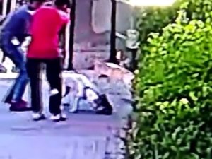 Küçükçekmece’de pitbull dehşeti