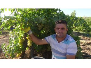 Gercüş’te organik kuru üzüm mevsimi başladı
