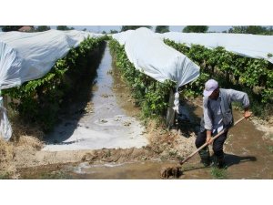 Üzümler sıcaktan etkilenmesin diye sulama artırıldı