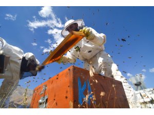 Göçer arıcıların zorlu bal hasadı