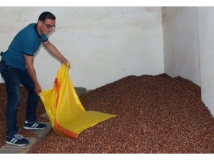 Fındık fiyatı haftaya düşüşle başladı