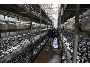 Evlerinin altında üretip ihraç ediyorlar