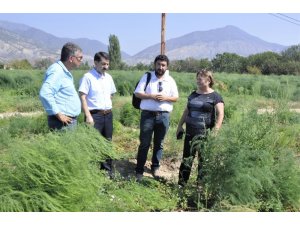 Eskişehir Türkiye’nin kuşkonmaz üretim merkezi