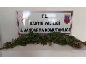 Bartın’da Hint keneviri operasyonu: 2 gözaltı